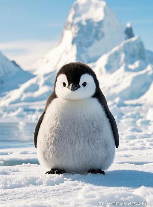 企鹅手机f2（企鹅手机壁纸）